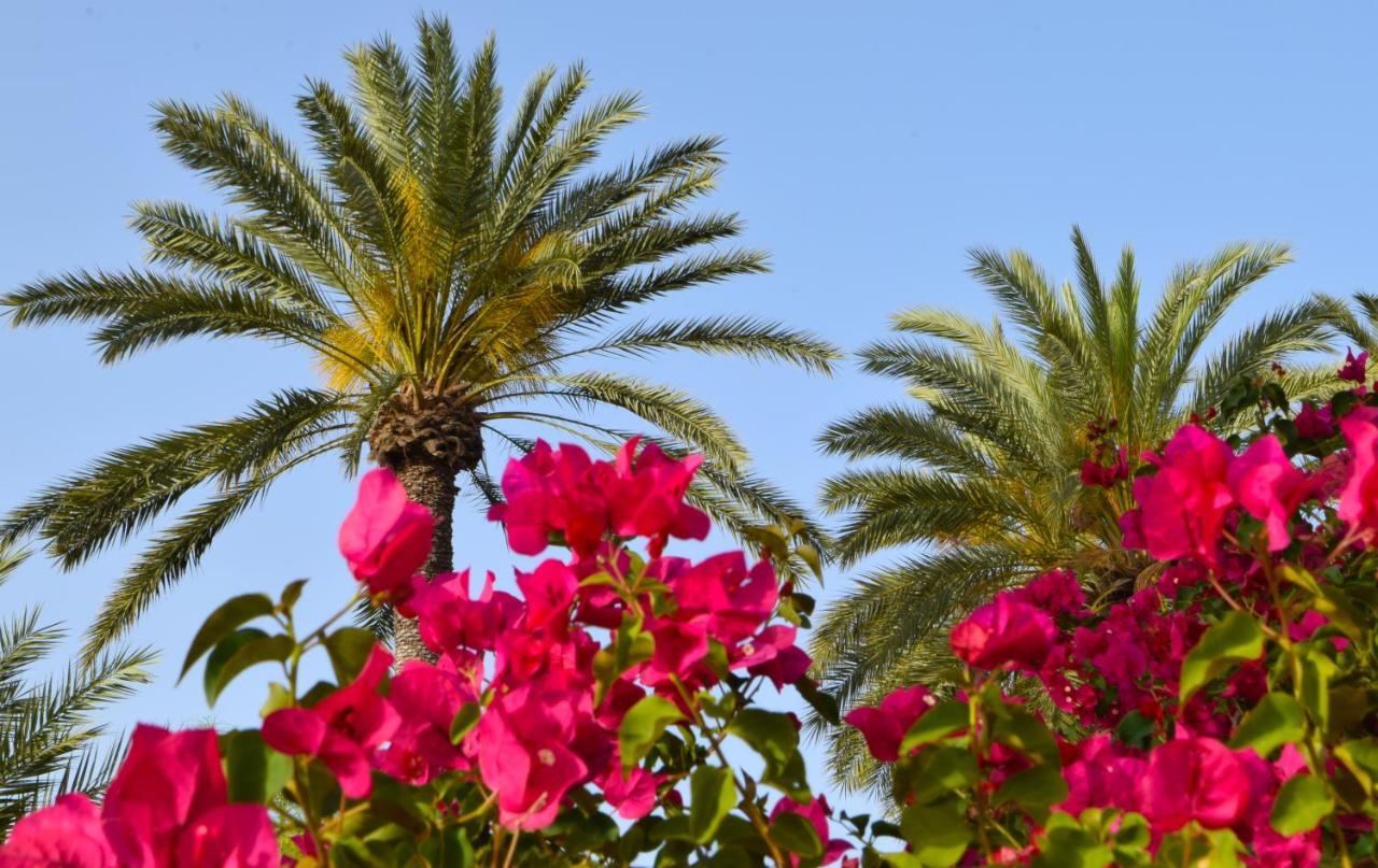 Golden Palms Guest House & Cafe Famagusta  Exterior photo
